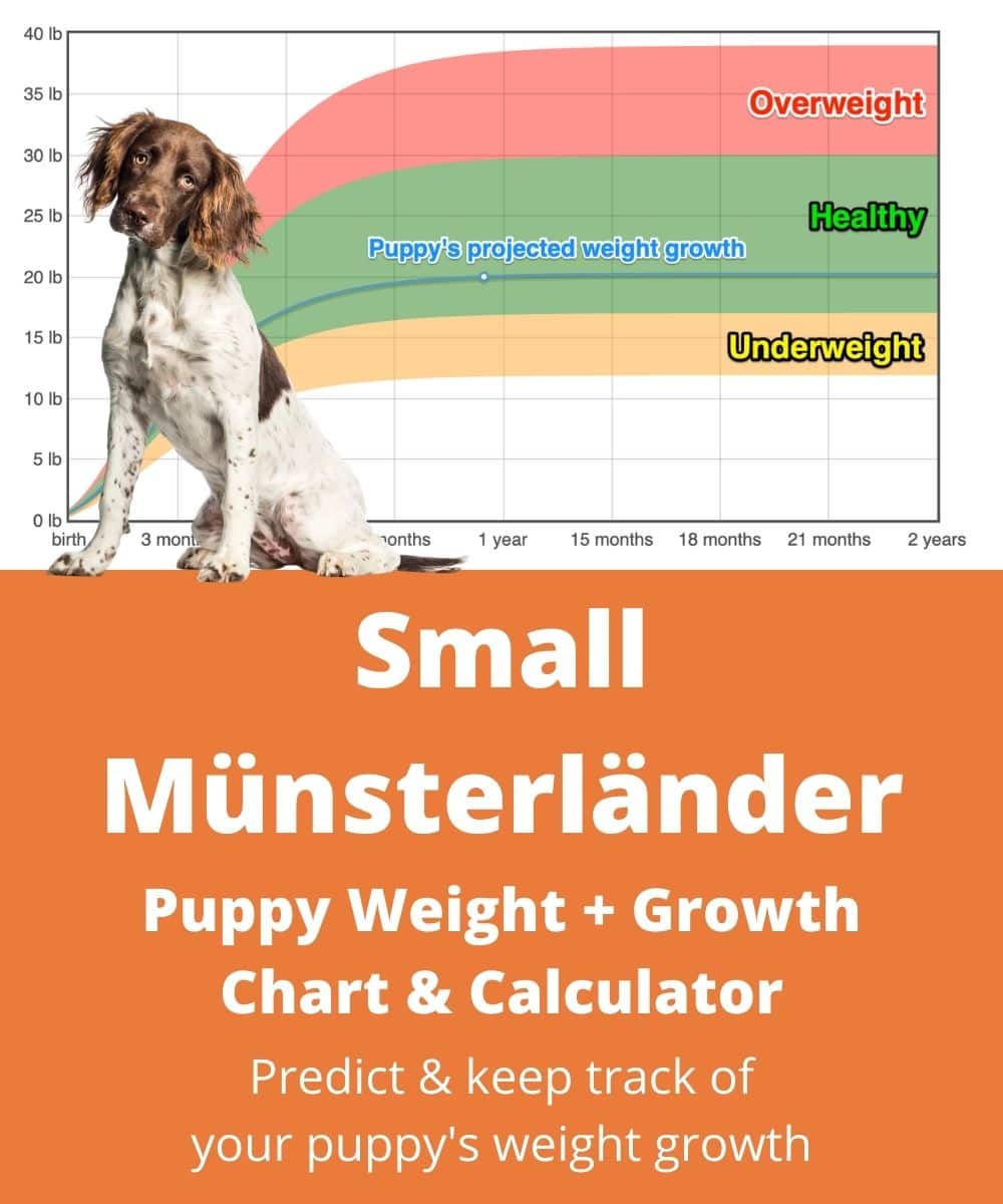 small-munsterlander Puppy Weight Growth Chart